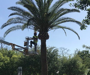 Person trimming palm tree. Palm Tree Care provided by Grasshoppers in Orlando and Longwood FL