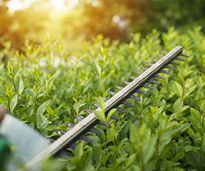 Shrub Care provided by Grasshoppers in Orlando and Oviedo FL