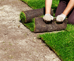 Person installing sod on property. Grasshoppers provides expert sod installation in Orlando FL.
