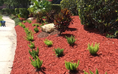 Red mulch on landscaping. Mulching and mulch installation provided by Grasshoppers in Orlando FL