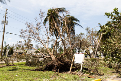 Landscape damaged after storm. Grasshoppers provides quality hurricane clean up services in Orlando FL and surrounding areas.