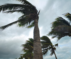 Palm tree blowing in strong winds. Grasshoppers provides expert storm landscape clean up services.