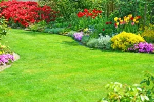 Beautiful grass and plants. Grasshoppers provides professional fertilizing services to homes and businesses in Orlando, FL