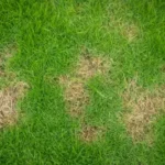 Patches of brown on lawn. Grasshoppers talks about common lawn-damaging insects in the Orlando, Fl area