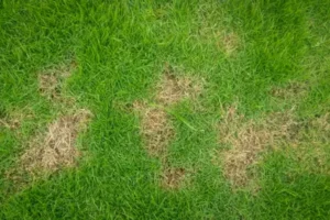 Patches of brown on lawn. Grasshoppers talks about common lawn-damaging insects in the Orlando, Fl area