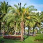 Palm trees with green lush lawn. Grasshoppers talks about ways to keep your Orlando FL commercial property looking perfect through winter.
