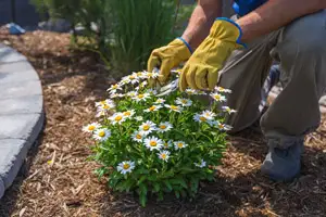 Landscaper working with flowers. Grasshoppers serving Orlando FL offers 5 tips for hiring a landscape company.