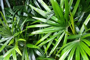 Saw palmetto plant. Grasshoppers in Orlando FL talks about some hardy plants native to Orlando, FL