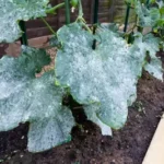 Powdery mildew on a cucumber plant. Grasshoppers talks about ways to prevent plant diseases this winter in Orlando, FL