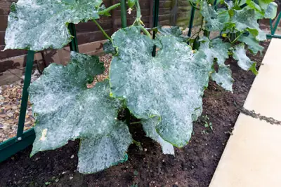 Powdery mildew on a cucumber plant. Grasshoppers talks about ways to prevent plant diseases this winter in Orlando, FL