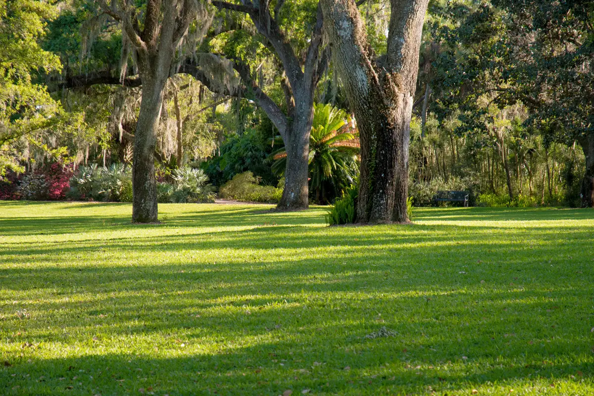 A healthy lawn with old trees in a yard in Orlando, FL