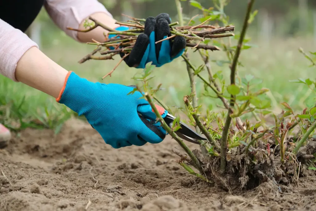 Person using shears to trim down a rose plant in Orlando, FL