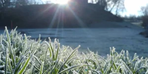 Frost on grass with sun shining in Orlando, FL
