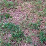 Brown patches in grass in Orlando FL - Grasshoppers