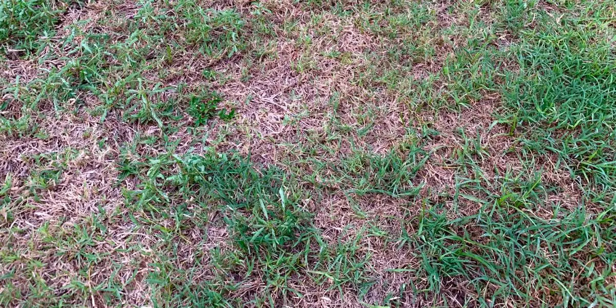 Lawn with patches of dead grass in Orlando, FL