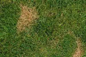 Closeup of lawn beginning to dry out in Orlando, FL