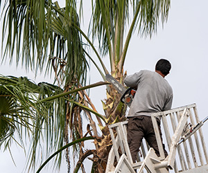 man trimming leaves off of a palm tree