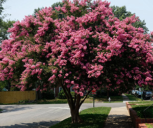 crapemyrtle tree