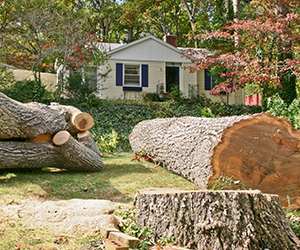 tree cut down in front of property