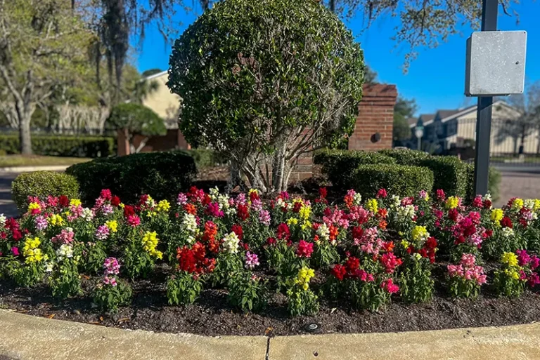 landscaping maintenance provided by Grasshoppers in Orlando and Oviedo FL