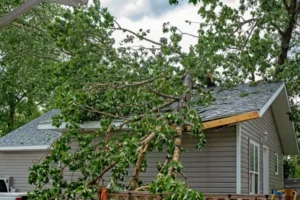 large branch fallen on roof of florida house that could have been avoided with hurricane tree readiness