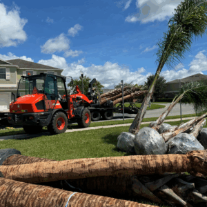 palm trees being transplanted by Grasshoppers profesisonals