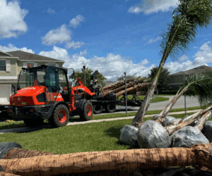 palm trees being transplanted by Grasshoppers professionals