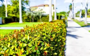 freshly trimmed hedges at florida homeowners association