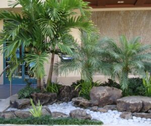 Florida landscaping with palm trees