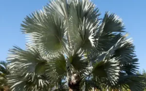 happy and healthy bismarck palm in orlando florida area