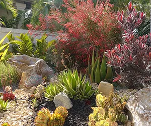 Florida xeriscape with a variety of flowering plants and decorative rocks.