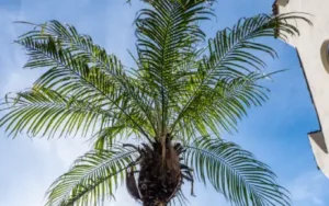 happy and healthy pygmy date palm in orlando florida