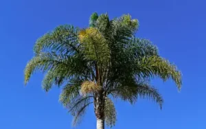 happy and healthy queen palm in orlando florida area