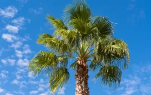 happy and healthy sabal palm in florida