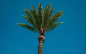 happy and healthy silver date palm in orlando area