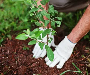 Closeup of a Grasshoppers Lawn Maintenance technician planting a small tree in soil.