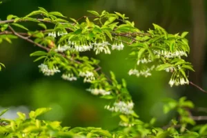 A branch of asiatic jasmine flowers.