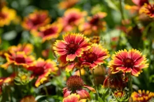 A close up image of a blanket flower bush.