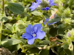 A flowering blue daze plant.