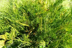 A native and hearty coontie bush.