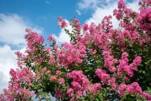 Crape myrtle tree with flowers.