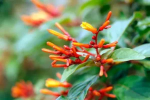 A firebush bundle of flowers and leaves.