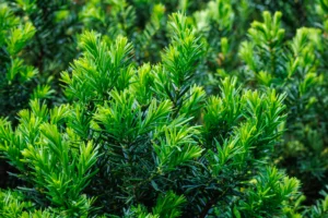 A podocarpus plant hedge.