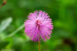 A close up image of a sunshine mimosa flower.