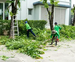 Three expert arborists trimming and pruning a tree.