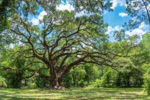 ancient live oak tree in Florida
