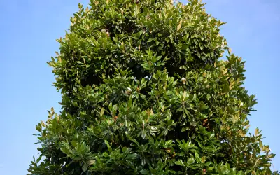the crown of a mature magnolia tree in oviedo florida