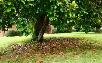 magnolia tree in front yard of florida house with large amount of fallen leaves