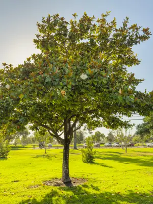 young magnolia tree in a greater orlando area park