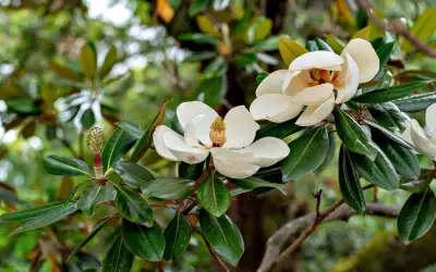 magnolia flower in blossom in florida